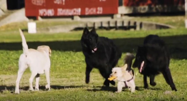 Како се лече кућни љубимци уз помоћ хомеопатије